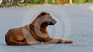 A stray dog strays abandoned with sad smart eyes on the street. unhappy with sad eyes on city streets