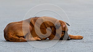 A stray dog strays abandoned with sad smart eyes on the street. unhappy with sad eyes on city streets