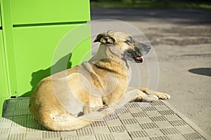 Stray dog on street. Animal is lying at store. Pet with red hair