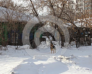 A stray dog on the street guards an old wooden abandoned house next to a modern building in the city in winter