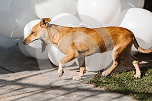 Stray dog on the street on holiday