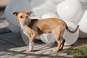 Stray dog on the street on holiday