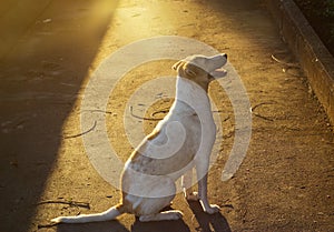 Stray dog on street in vibrant light