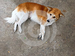 Stray dog in Thailand