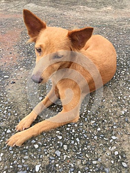 Stray dog in Thailand