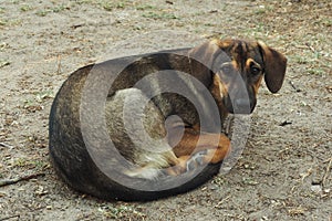 A stray dog, thin and sad, lies on the ground curled up.