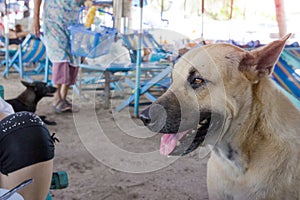 Stray dog waiting for food