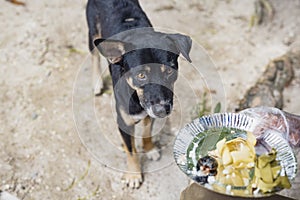 A stray dog waiting on a tourist, begging for food scraps. Vagrant animals at a public beach