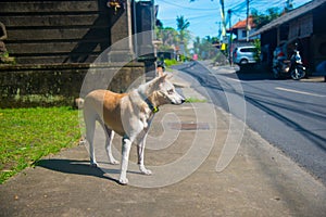 Stray Dog walking on the street in Bali, Indonesia. Bali is an Indonesian island and known as a tourist destination