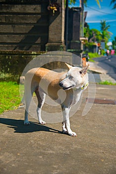 Stray Dog walking on the street in Bali, Indonesia. Bali is an Indonesian island and known as a tourist destination