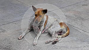 Stray dog walks out of the picture in Pattaya Thailand