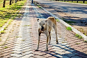 Stray dog was so thin and starving could see and easily count its ribs