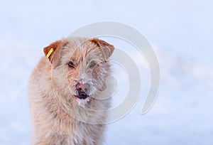 A stray dog in winter. A portrait of large mixed-breed stray dog