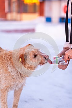 A stray dog in winter. A portrait of large mixed-breed stray dog