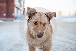 A stray dog in winter. A portrait of large mixed-breed stray dog