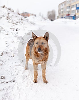 A stray dog in winter. A portrait of large mixed-breed stray dog