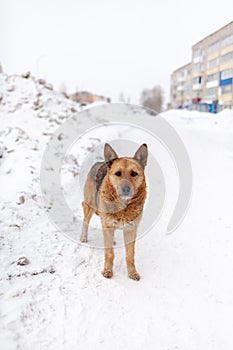 A stray dog in winter. A portrait of large mixed-breed stray dog