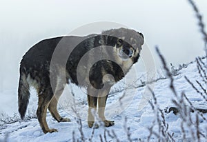 Stray dog winter in the snow. The snow is falling