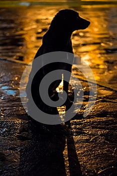 Stray dog â€‹â€‹at night in a street in Mexico