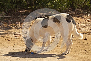 A stray dog â€‹â€‹picks up crumbs of food waste from the ground.