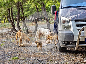 The Stray dogs beg for food at the caravan. Albania