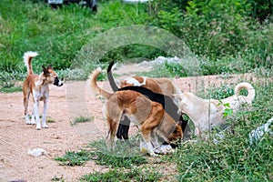 stray dogs eat junk food and one dog can not eat because it is afraid of being bitten