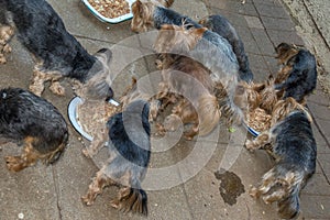 Stray dogs feed at an animal shelter