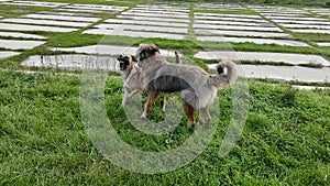 Stray dogs fight on the green grass in the Park. Concept of homeless animals