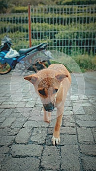 Stray Dogs that are friendly to strangers in bandung city