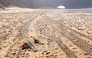 Stray Dogs on Legzira Beach, Morocco Coast, Marocco Stray Animals