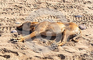 Stray Dogs on Legzira Beach, Morocco Coast, Marocco Stray Animals