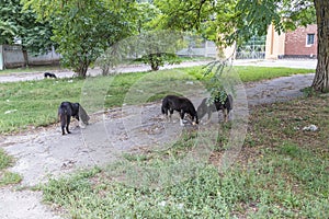 Stray dogs looking for food