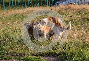 Stray dogs mating in the town lawn photo
