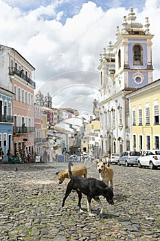 Stray Dogs in Pelourinho Salvador Brazil photo
