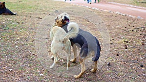 stray dogs play on the field. trapping and sterilization of stray dogs