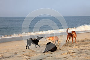 Stray dogs photo