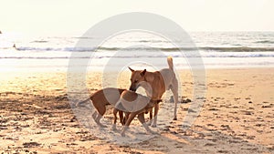Stray dogs playing on the beach during sunset