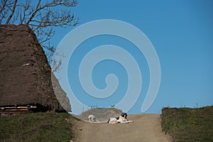 Stray dogs protecting a homestead in the mountains