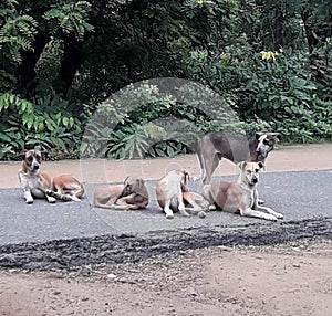 Stray dogs relaxing on the walkway