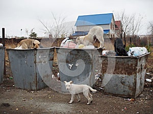 Stray dogs rummage through dumpsters in autumn