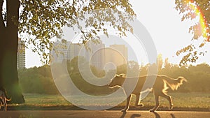 Stray dogs running in city park, beautiful nature in urban landscape background