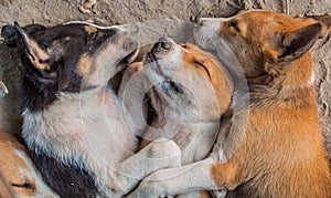Stray dogs sleep on the ground in Rajshahi, Banglade photo