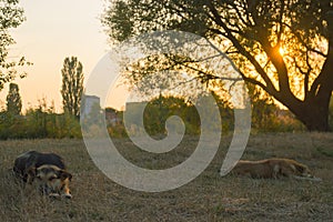 Stray dogs sleeping at grass