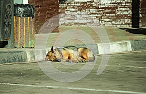 Stray dogs sleeping near a trash can on the street