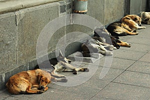 Stray dogs sleeping on a sidewalk