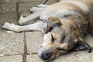 Stray dogs sleeping on the street, close up portrait