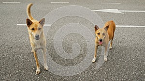 Stray dogs on street