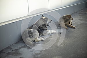 Stray dogs on street. Animals in city. Dogs without home lying on asphalt