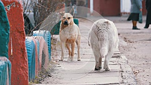 Stray Dogs on the Street in the City