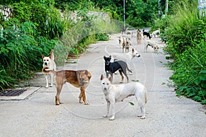 The stray dogs are waiting for food from the people who have pas